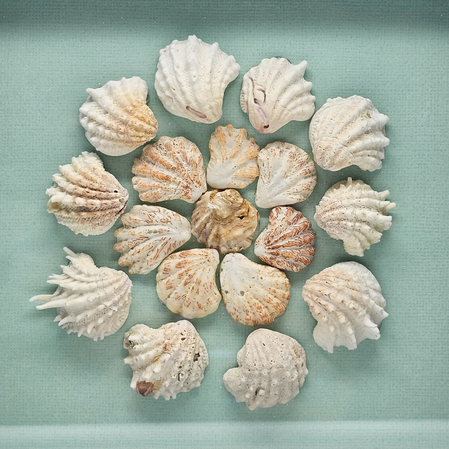 Shell Art Shadow Box